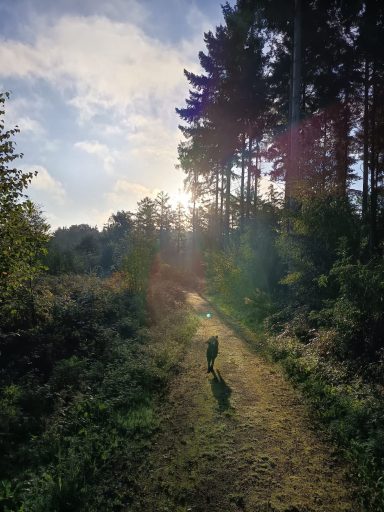 Sonniger Waldweg mit einer Person und Hund im Vordergrund, umgeben von Bäumen.